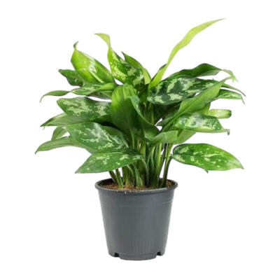 Chinese Evergreen - Aglaonema Laurel Green - Image 3